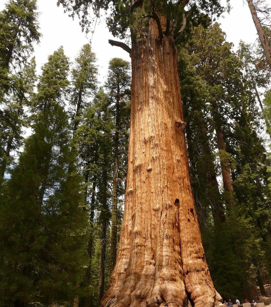 Mammutboom (Sequoiadendron giganteum) - 20 stuks Productafbeelding 