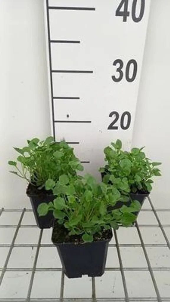 Campanule naine Blue à floraison estivale - 6 plants robustes pot 9x9cm