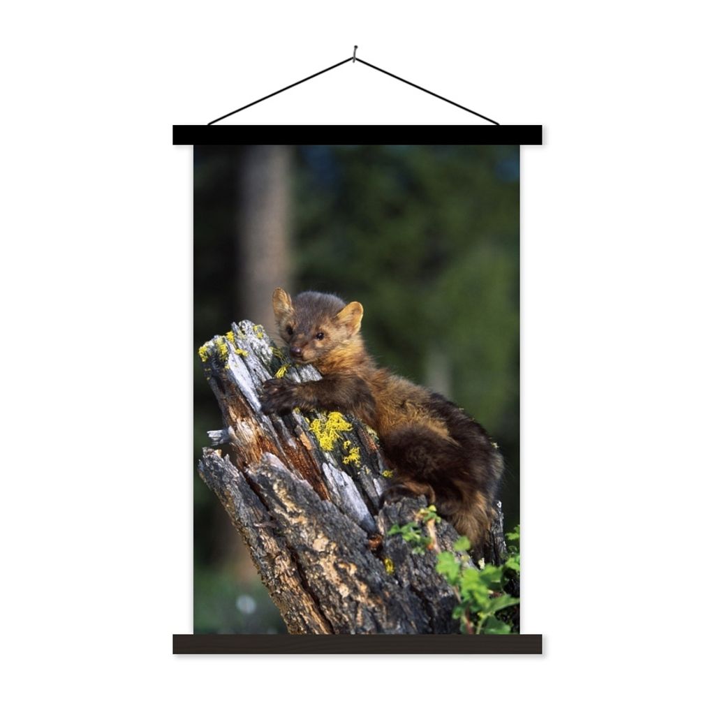 MuchoWow Textilposter Marder - Baum - Wald 120x180 cm mit schwarzem Rahmen - Fotos