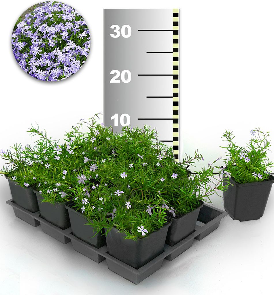 A tray of potted plants with a ruler in the background.