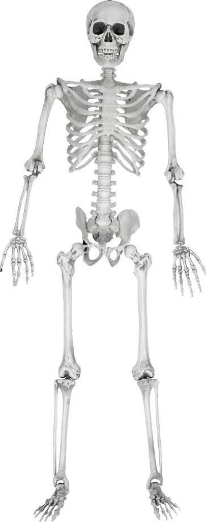 Lebensgroßes Skelett 170 cm, Grau, aus Kunststoff mit Produktbild 