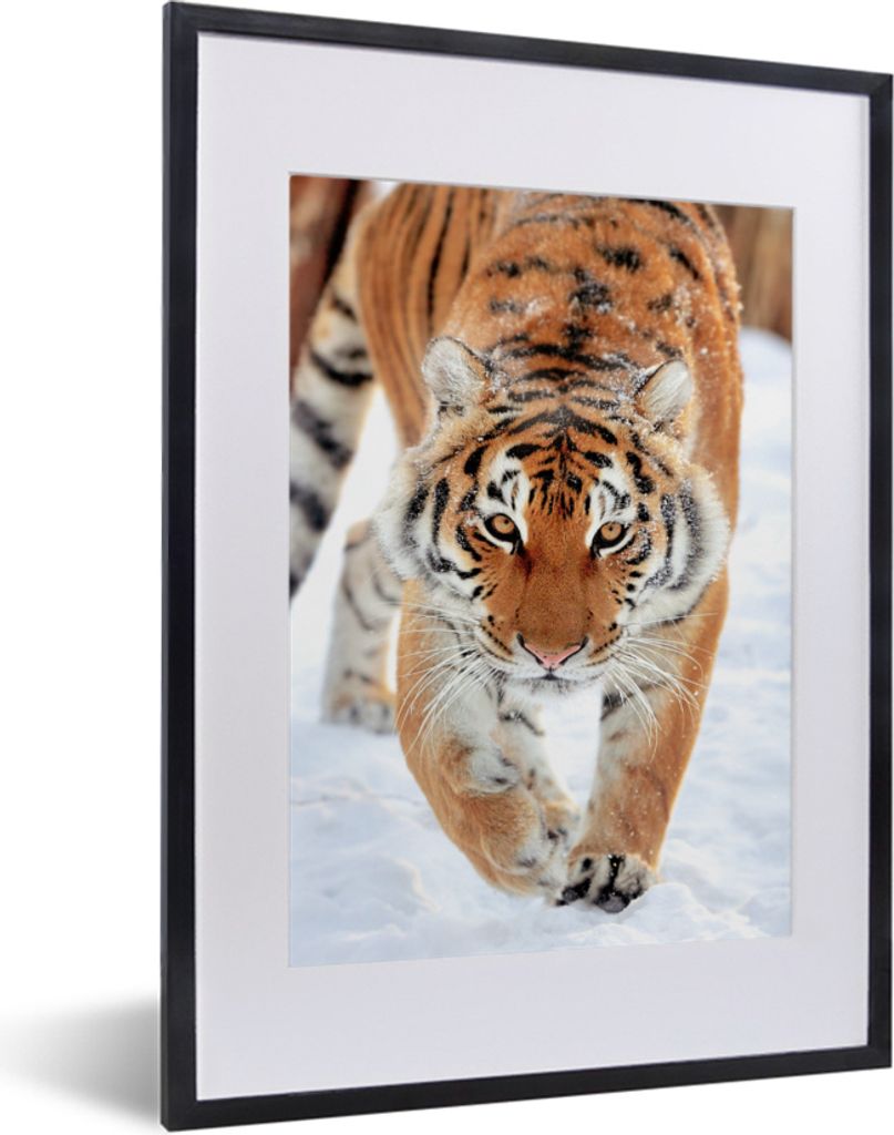 MuchoWow MuchoWow Gerahmtes Poster Tiger - Jagd - Schnee 30x40 cm - Poster mit zchwarzem Bilderrahmen - Wandposter Schlafzimmer