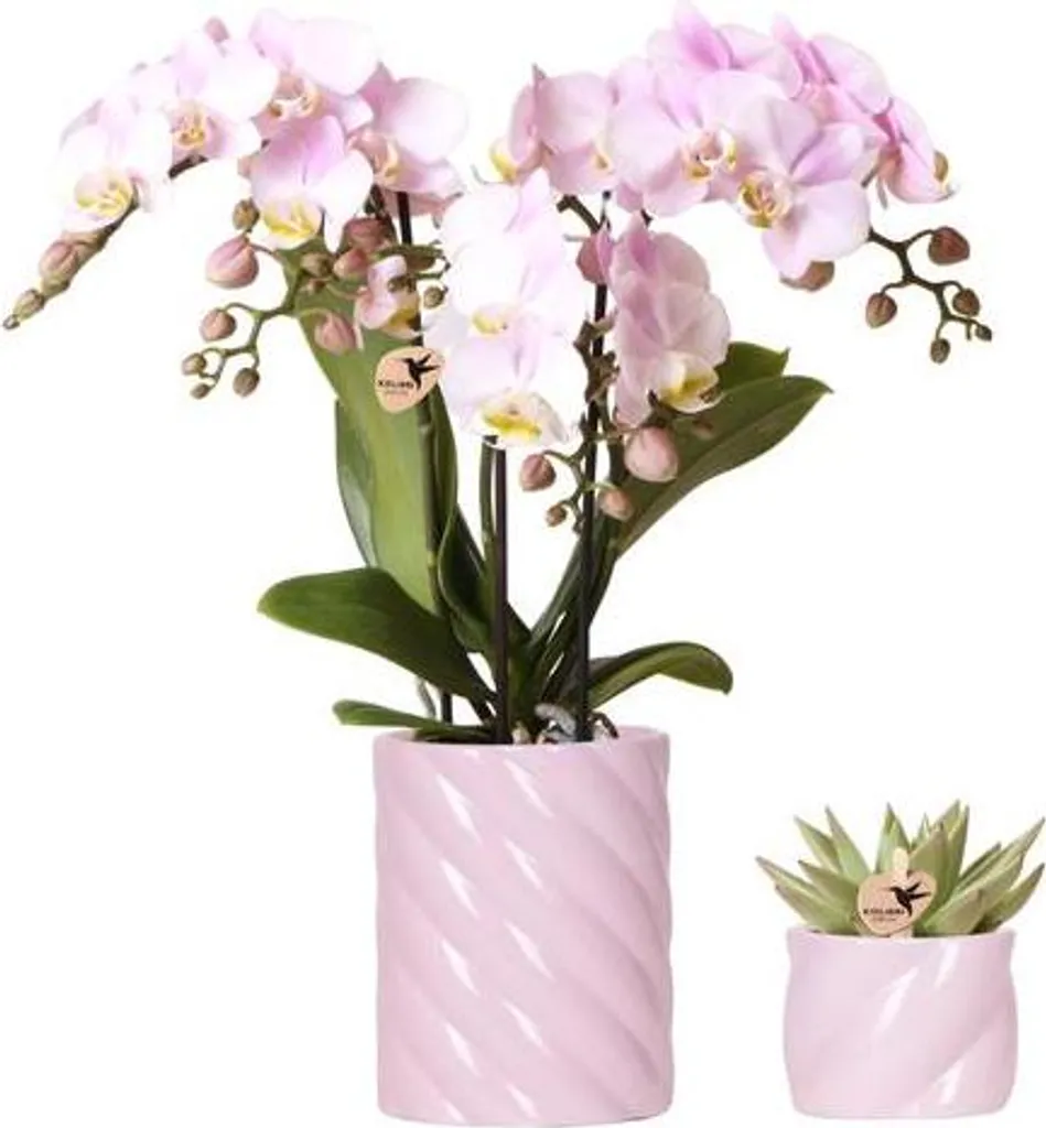 Duo Végétal Rose Candy Pink Orchidée et Plante Grasse en Céramique