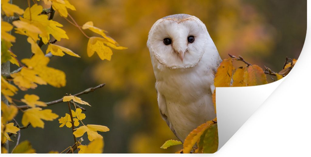 MuchoWow Wandtattoo Wandsticker Wandaufkleber Vogel - Eule - Herbst 40x20 cm Selbstklebend und Repositionierbar - Aufkleber