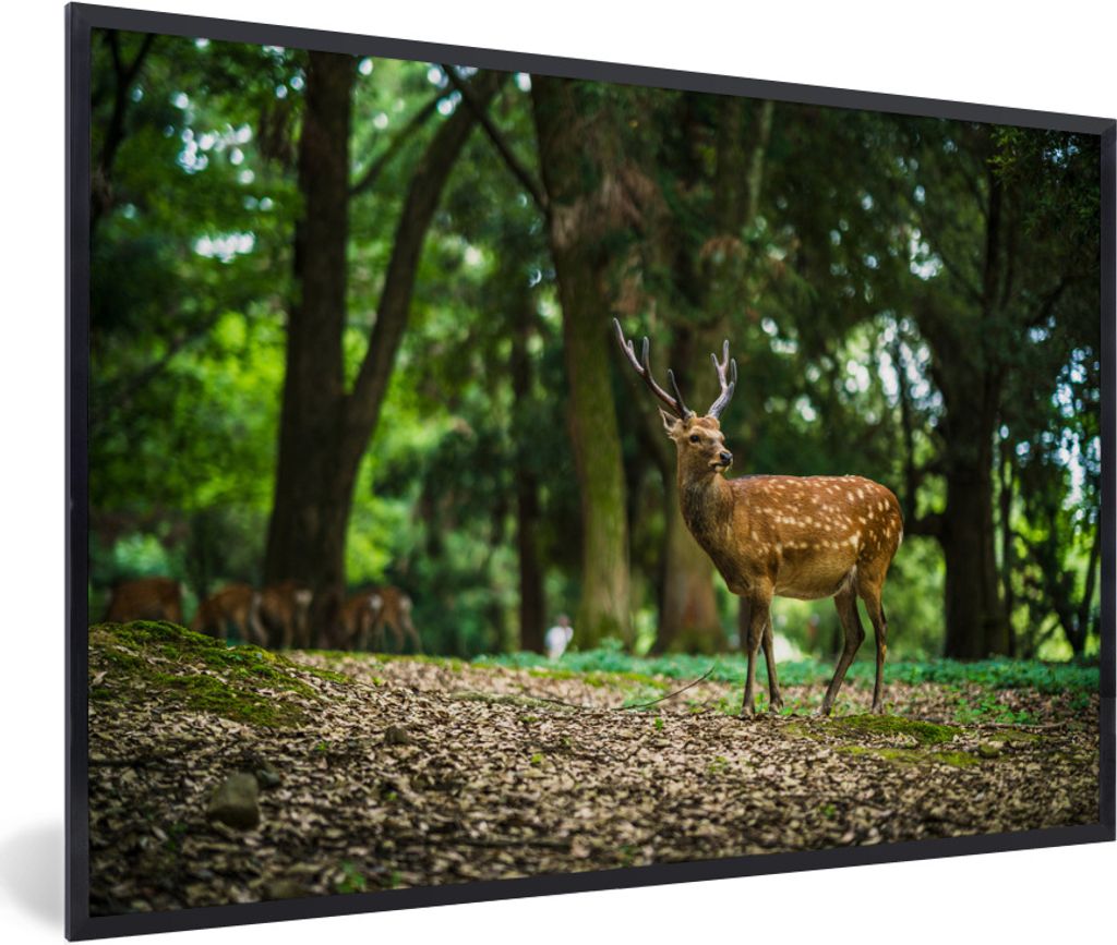 MuchoWow MuchoWow Gerahmtes Poster Rotwild - Wald - Tier 60x40 cm - Poster mit zchwarzem Bilderrahmen - Printing - Wanddeko Schlafzimmer