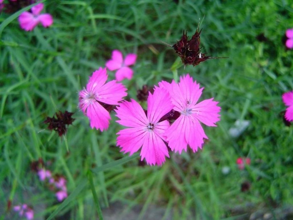 6 x Karthäuser-Nelke , rosa Dauerblüher , Duft , Tb 9