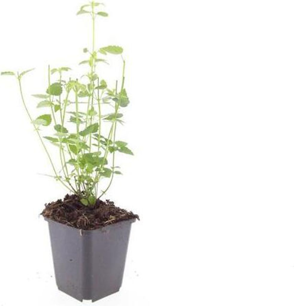 Zierstaude - Duftnessel - Agastache rugosa 'Black Adder' - 9cm Topf - Set mit 6 Pflanzen