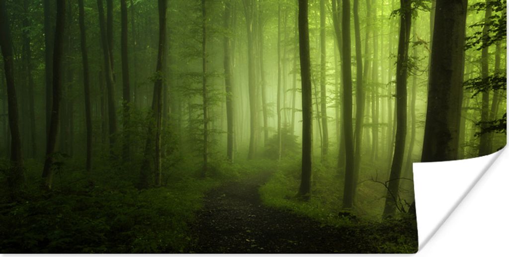 MuchoWow Poster Waldweg - Bäume - Grün - Wald - Neblig - Natur - Pflanzen 40x20 cm - Poster für die Wand - Poster Schlafzimmer