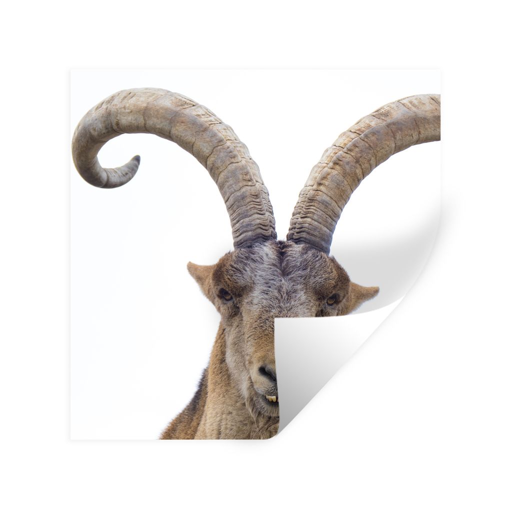 MuchoWow Wandtattoo Wandsticker Wandaufkleber Steinbock - Tiere - Horn 80x80 cm Selbstklebend und Repositionierbar - Wierderverwendbar - Selbstkl...