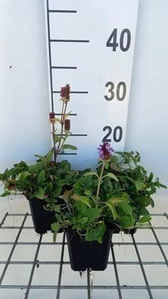 6 Primula vulgaris Acaulis - Primevère commune en pot de 9x9 cm