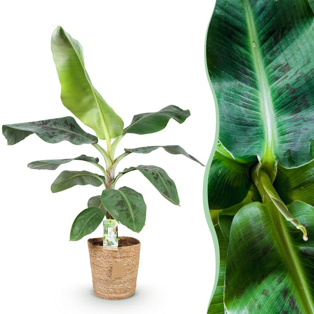 Green boutiQ - Zimmerpflanzen - Musa acuminata Dwarf Cavendisch - Bananenpflanze - Wenig Pflege - mit Korb - Grün - 1 Pflanze - Topf 21cm - Höhe ...