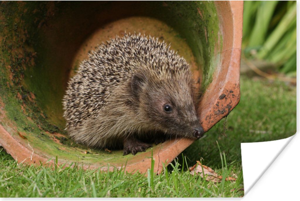 MuchoWow Poster Igel im Glas 90x60 cm - Schlafzimmer