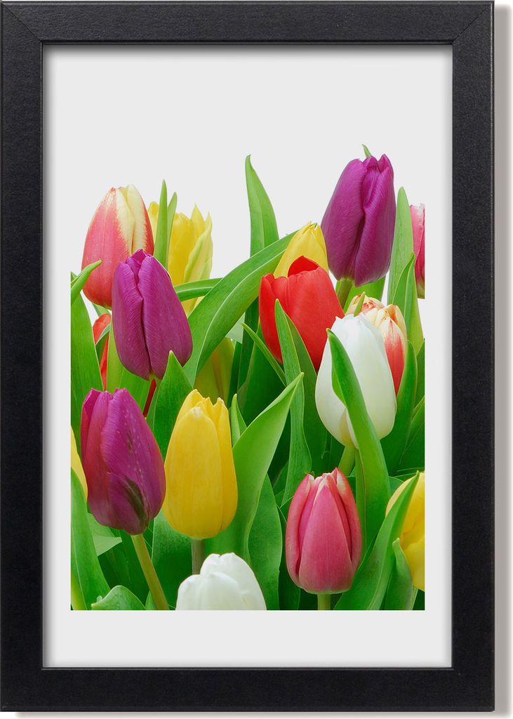 Bild 20x30 MDF-Rahmen, Wandkunst Bunte Tulpen