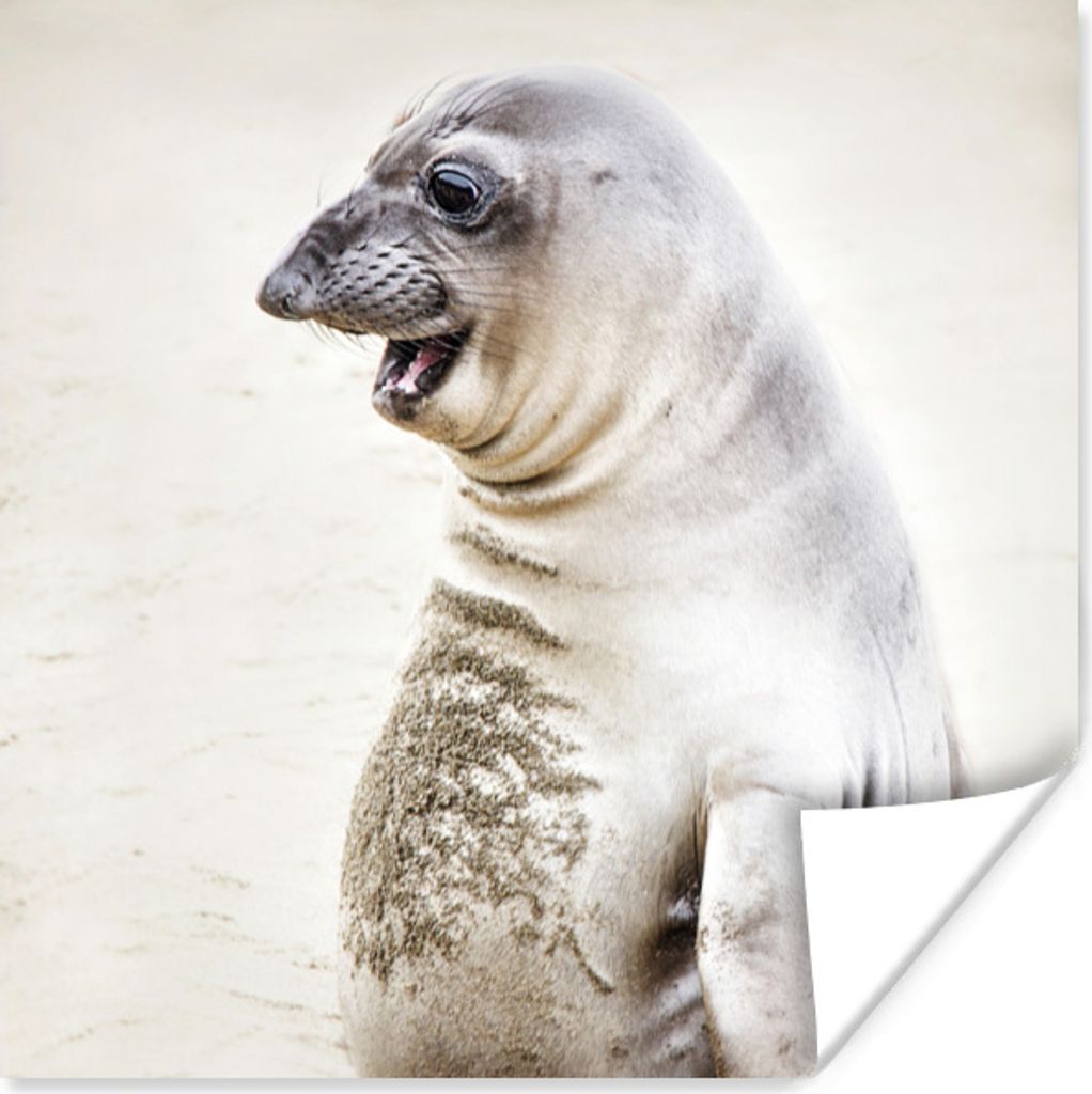 MuchoWow Poster Seeelefant - Lustig - Lachen - Kinder - Jungen - Mädchen - Kinder 30x30 cm - Wandposter - Printing