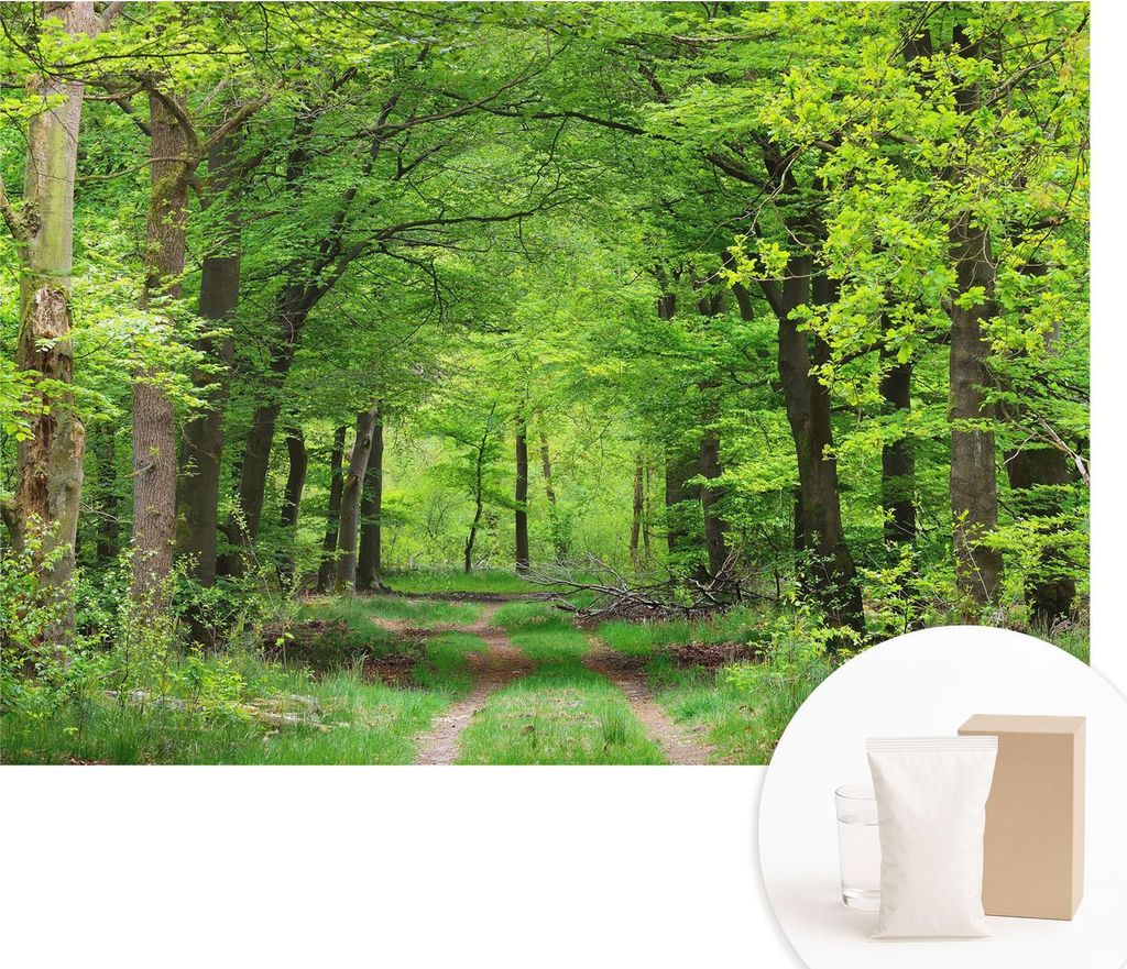 Fototapete - Wandbilder für Wohnzimmer - 312x219 cm - Dekorative Wandfolie - Modernes Design für Wanddekoration - Tapeten für Innenräume - Waldweg