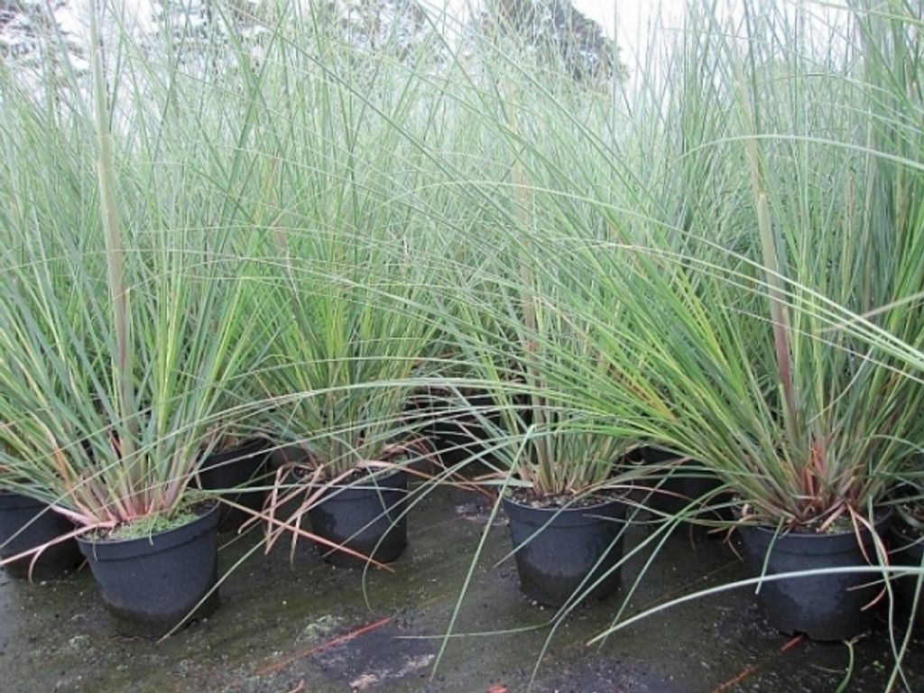 Kleines Pampasgras Pumila - Cortaderia selloana Pumila