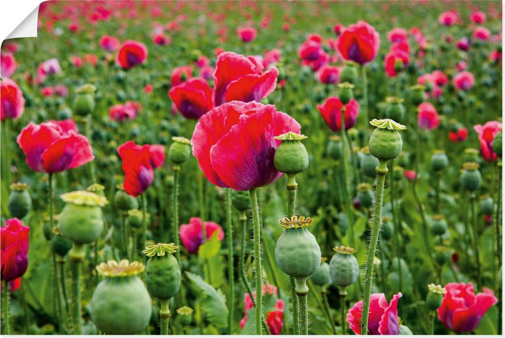 ARTland Poster Mohnblumen Nahaufnahme Größe: 90x60 cm
