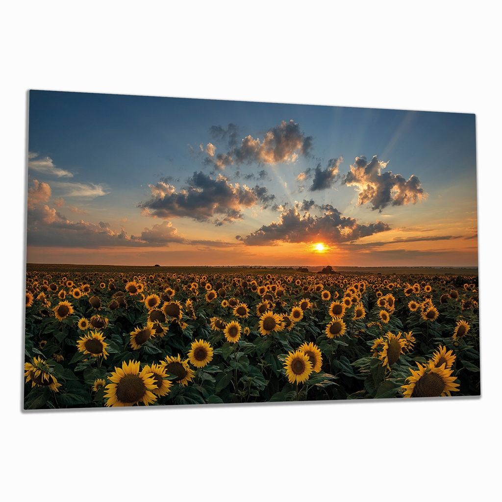 Wallario Herdabdeckplatte aus Glas, Größe 90 x 52 cm 1-teilig, Motiv Sonnenblumenwiese vor Wolken mit Sonnenuntergang