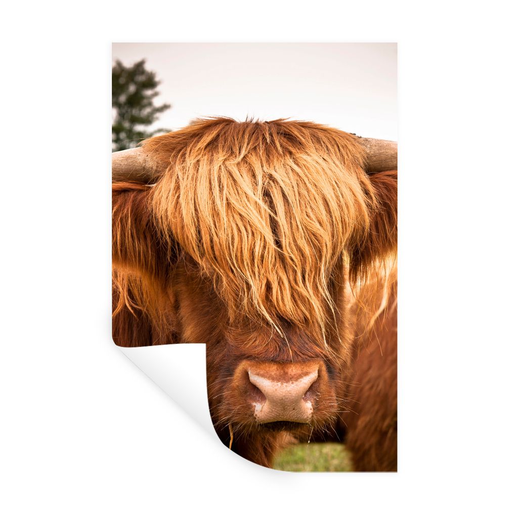 MuchoWow Wandtattoo Wandsticker Wandaufkleber Schottische Highlander - Braun - Gras 40x60 cm Selbstklebend und Repositionierbar - Wierderverwendb...