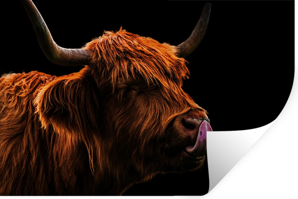 MuchoWow Wandtattoo Wandsticker Wandaufkleber Schottischer Highlander - Zunge - Nase 120x80 cm Selbstklebend und Repositionierbar - Selbstklebend...