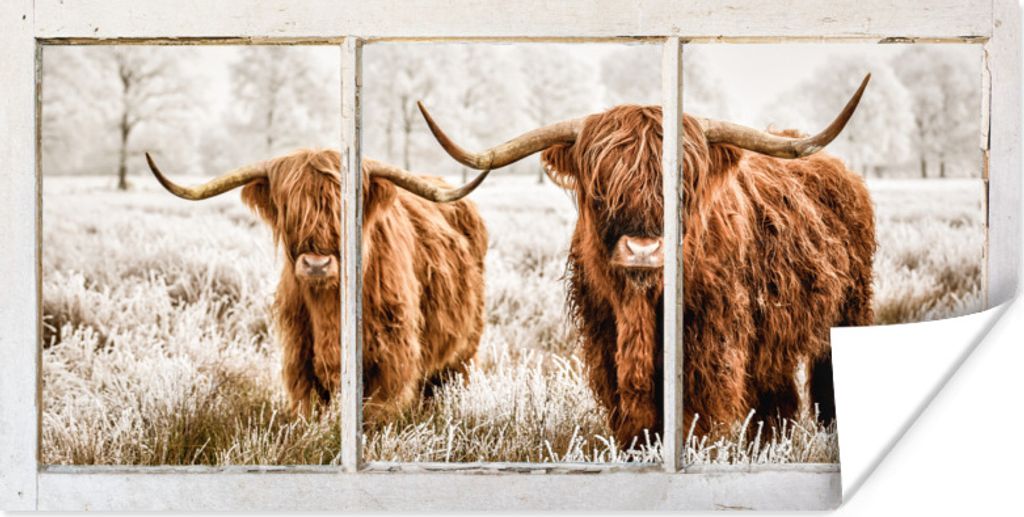 MuchoWow Poster Schottischer Highlander - Kuh - Ansicht 160x80 cm - Foto Poster