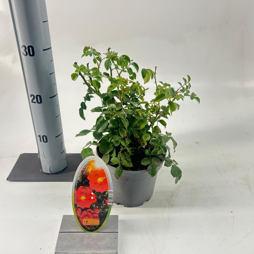 Rosa (H) 'Salsa' - Rose | 15-20 cm im topf