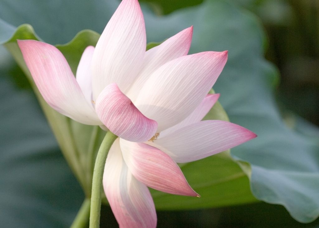 SAFLAX Anzucht Set - Indische Lotusblume - Nelumbo nucifera Produktbild 4