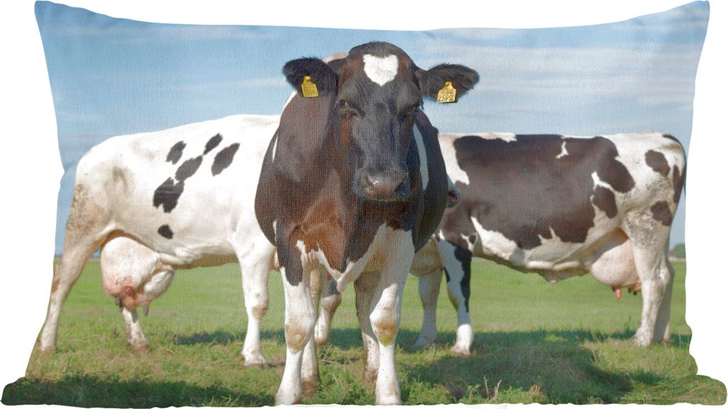 MuchoWow Friesisch Kuh - Porträt von drei Friesian Kühe - 50x30 cm - Sofakissenbezüge - ohne füllung