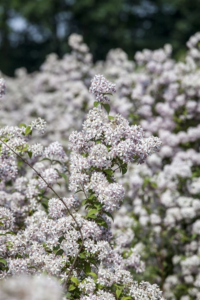 Deutzia hybrida 'Mont Rose', Maiblumenstrauch, rosa, 80–100 cm