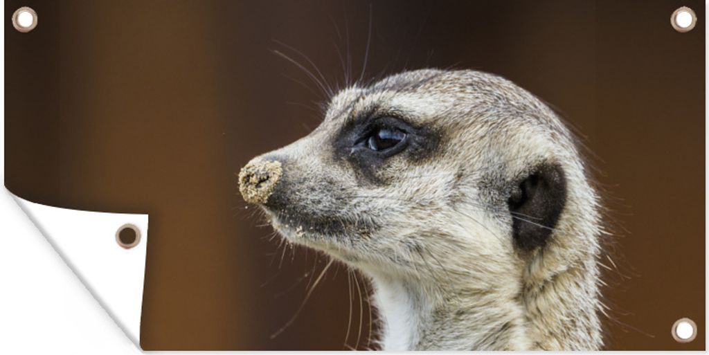 MuchoWow 80x40 cm Outdoor-Poster Gartendeko Sichtschutz Garten Poster für den Garten Erdmännchen - Tier - Spiel