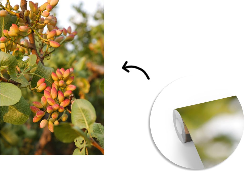 MuchoWow Fototapete für Wohnzimmer oder Schlafzimmer Wandtapete Vinyl Motivtapete Pistazien am Baum in der Natur - 160x240 cm - Vinyltapete