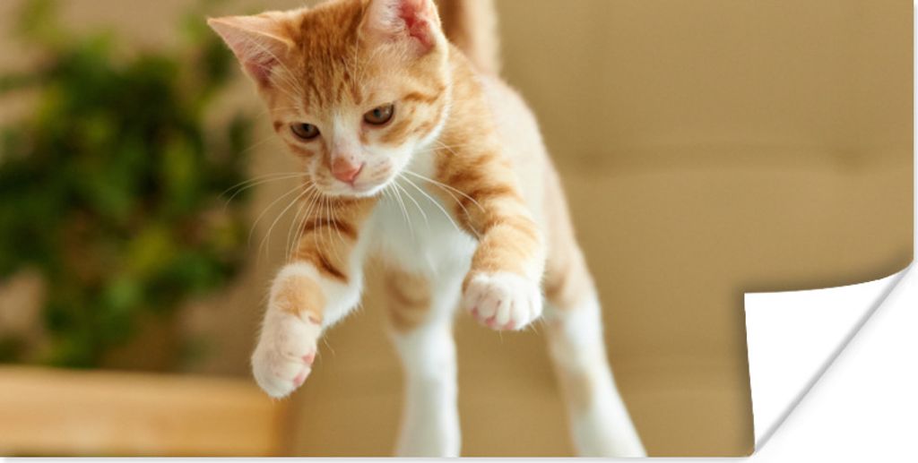 MuchoWow Poster Katze - Springen - Spielzeug 80x40 cm - Wanddeko