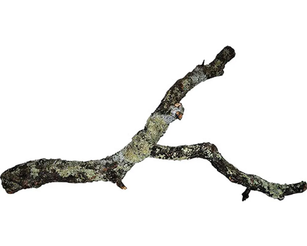 Hobby Cork Carciofi L 75-100cm - Arredo Bio-Attivo per Terrario