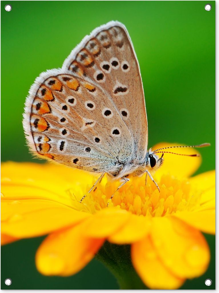 MuchoWow 60x80 cm Outdoor-Poster Gartendeko Sichtschutz Garten Poster für den Garten Blumen - Schmetterling - Natur