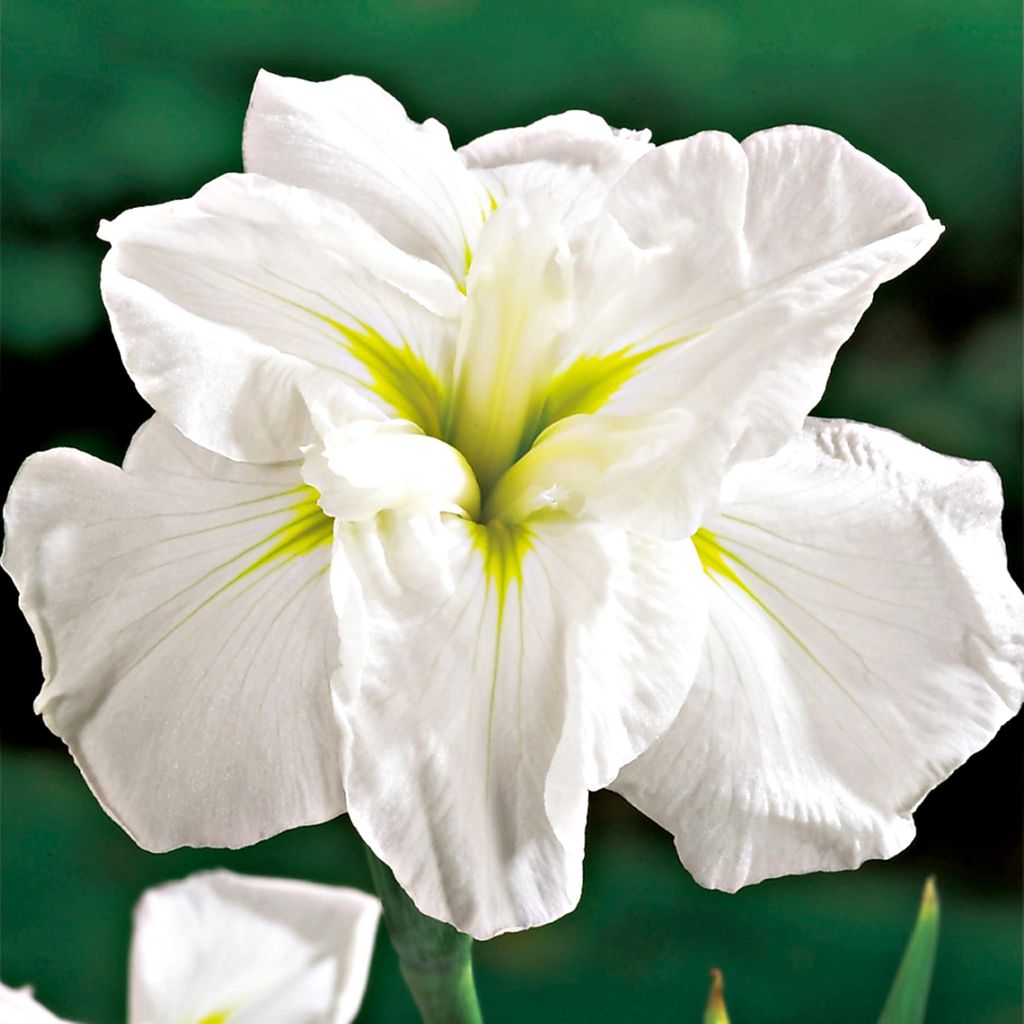 Iris Esnata Japonais White Lady 1 pièce Iris plants Iris Image du produit 