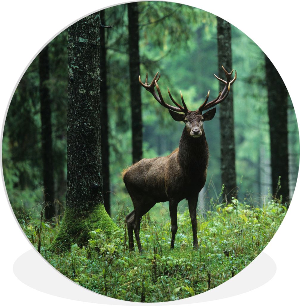 MuchoWow Rundes Wandbild - Runde Bilder Hirsche - Wald - Bäume - Tiere - Natur Ø 30 cm Kreis Wanddekoration Kunststoff - Wandkreis - Wandschmuc...