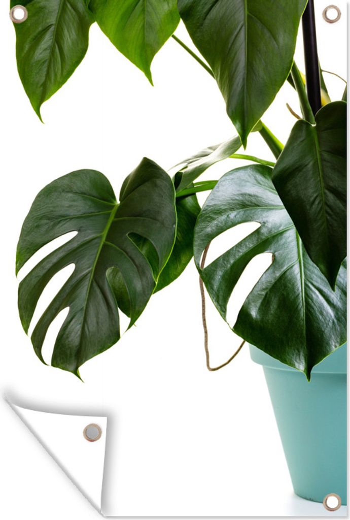 MuchoWow 60x90 cm Outdoor-Poster Gartendeko Sichtschutz Garten Poster für den Garten Monsterpflanze im Topf