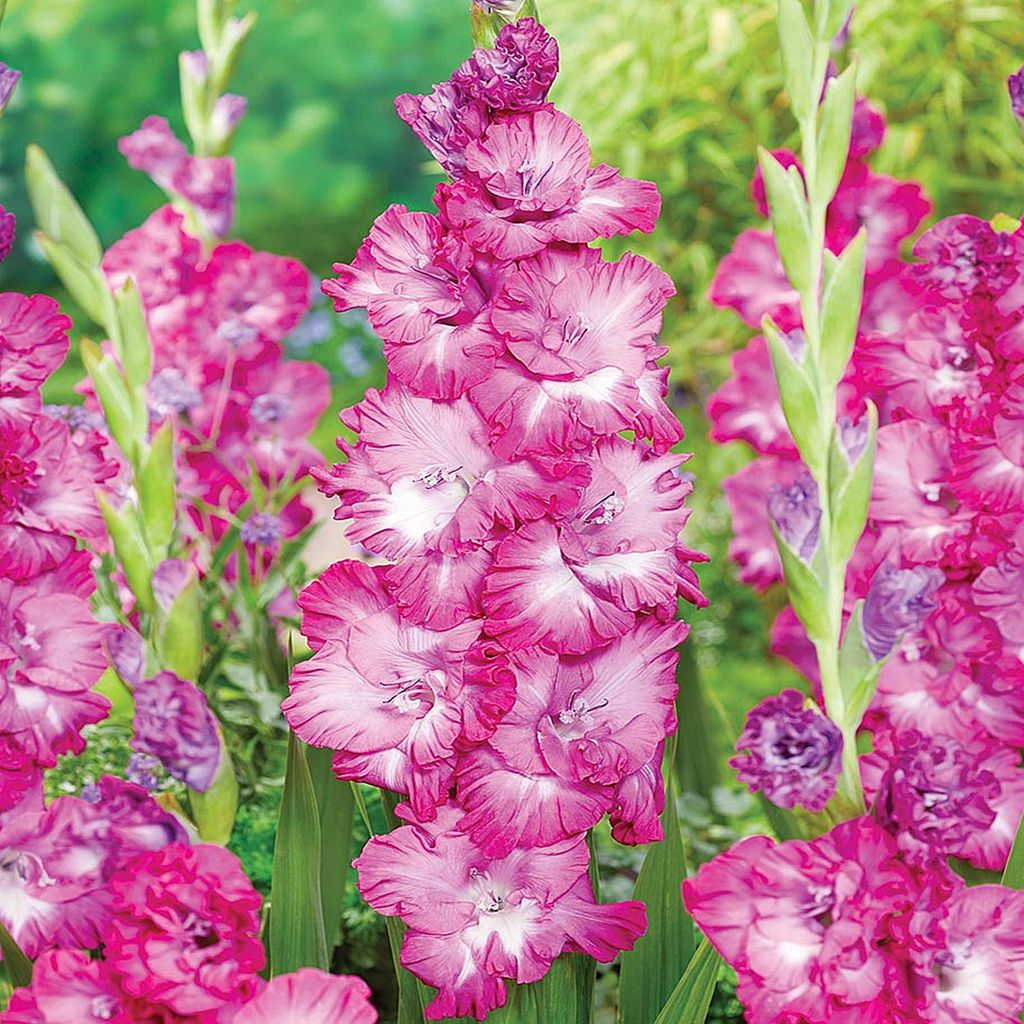 Gladiole Blumenzwiebeln Schwertblume Sommerblühende Siegwurze Nablus 5 St.