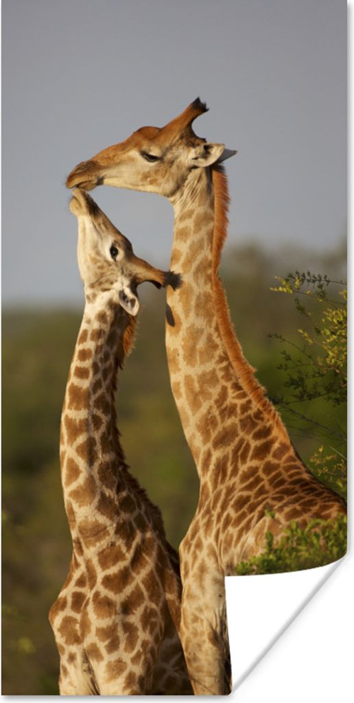 MuchoWow Poster Giraffe - Baum - Kalb - Porträt 75x150 cm - Dekoration für die Wände