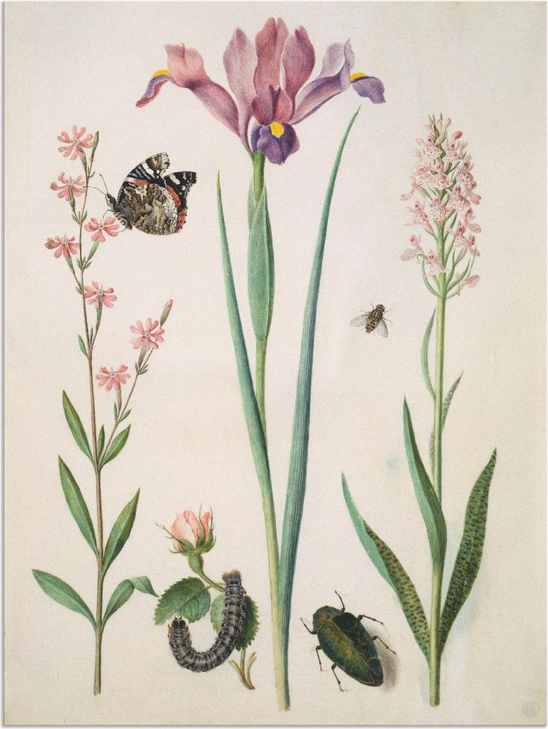 ARTland Wandbild Alu für Innen & Outdoor Admiral, Rose Iris Knabenkraut. Größe: 30x40 cm