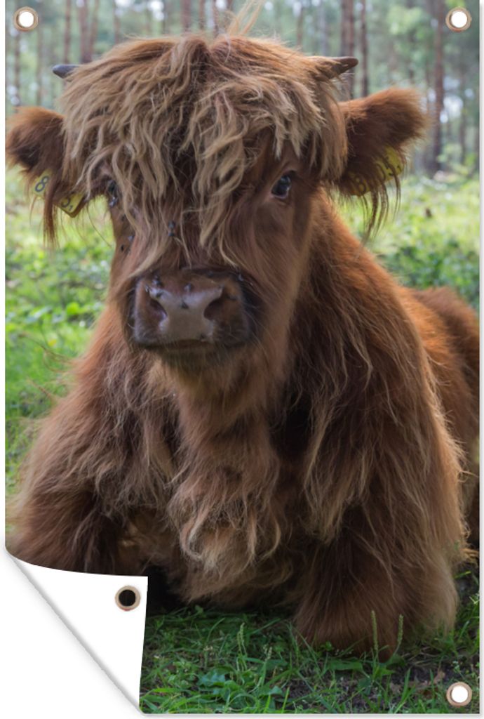 MuchoWow 40x60 cm Outdoor-Poster Gartendeko Sichtschutz Garten Poster für den Garten Schottischer Highlander - Kröte - Tiere