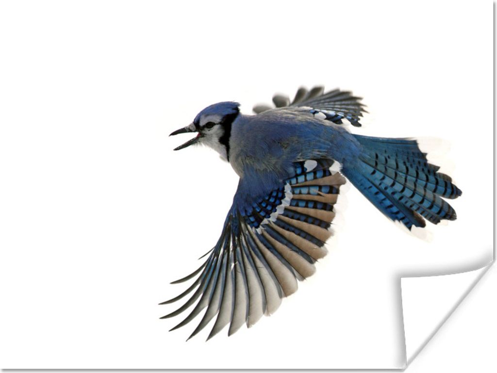 MuchoWow Poster Vogel - Federn - Weiß 40x30 cm - Plakate für die Wände - Poster Wohnzimmer