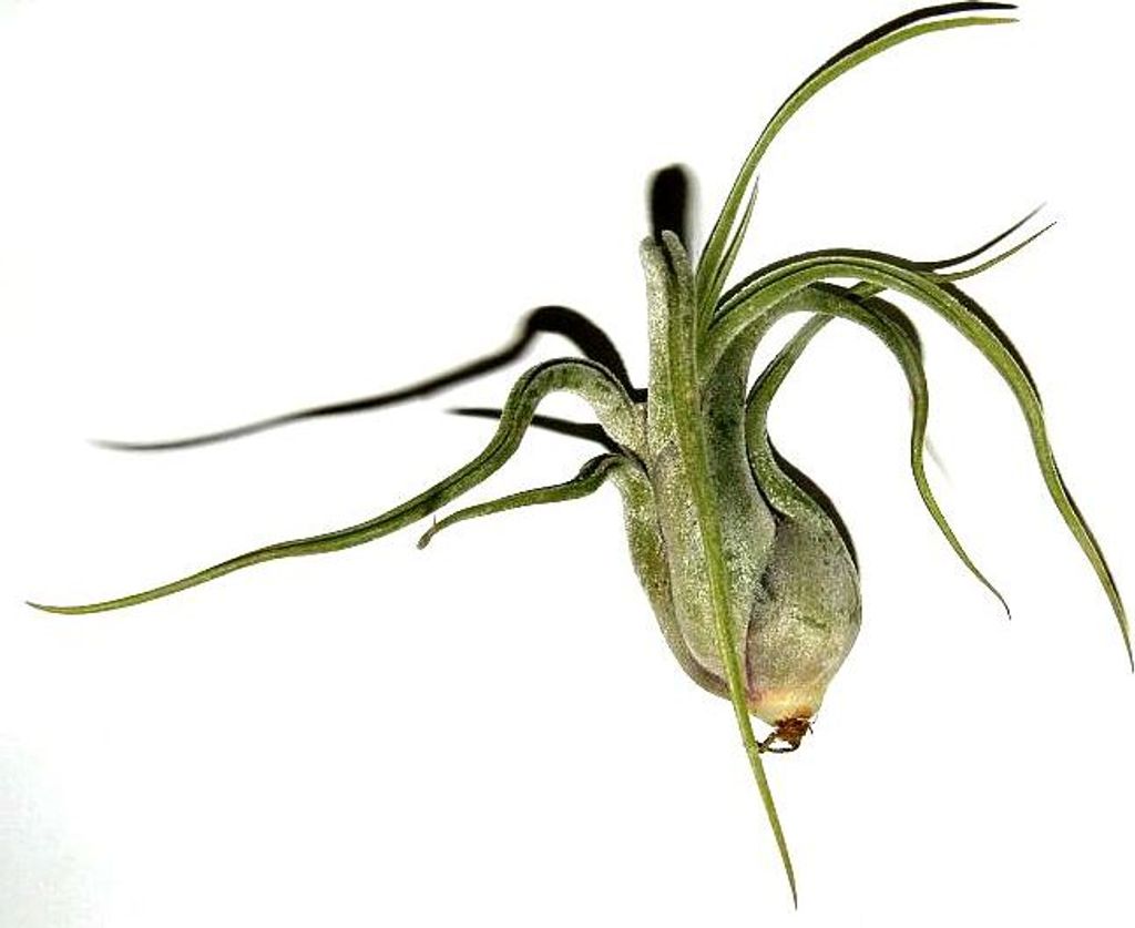 3 Stück Tillandsia seleriana, Tillandsien für Terrarien, Aufsitzerpflanzen