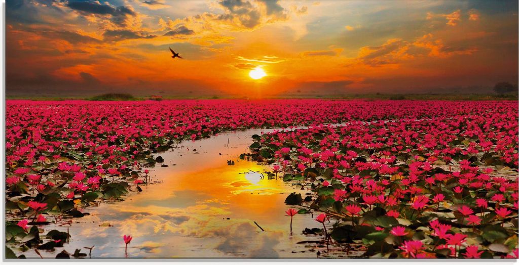 ARTland Glasbild Sonnenschein blühende Lotusblume Größe: 100x50 cm