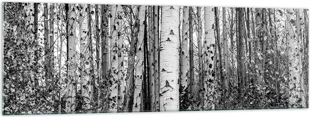 Bilder auf glas - Einteilig - Birken Wald Monochrom - 160x50cm - Glasbilder - Wandbilder - Bilder - zum Aufhängen bereit - Wanddekoration aus Glas...