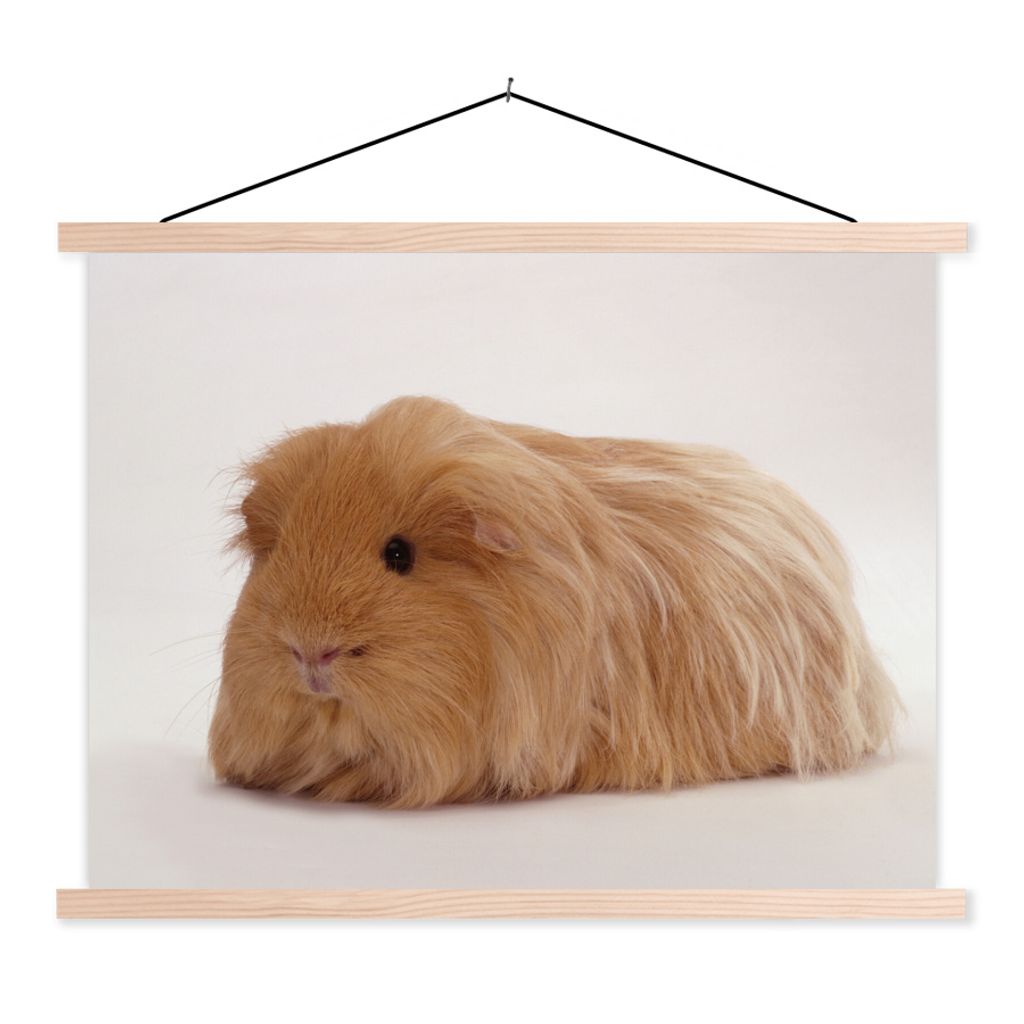 MuchoWow Textilposter Sheltie-Meerschweinchen 60x45 cm mit holzfarbenen Rahmen - Bild