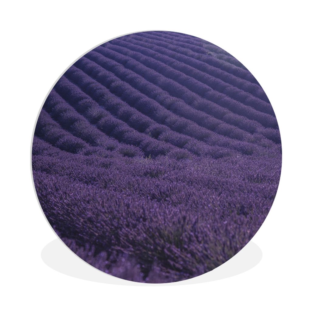 MuchoWow Rundes Wandbild - Runde Bilder Blühendes Lavendelfeld auf sanften Hügeln Ø 90 cm Kreis Wanddekoration Kunststoff - Wandkreis - Wandsc...