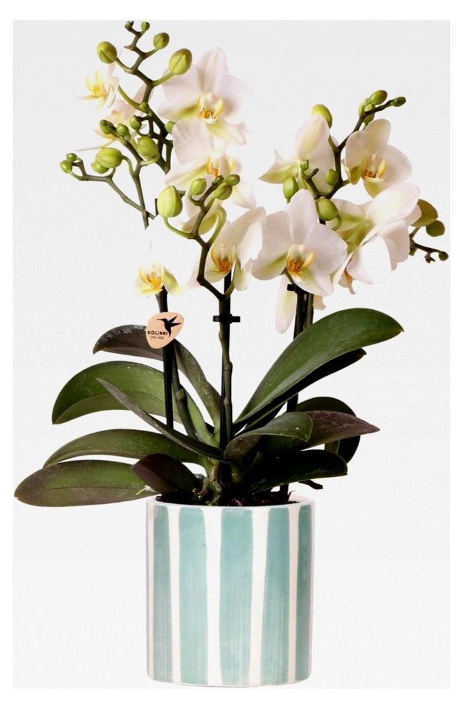 Orchideen | Weiße Phalaenopsis Orchidee Lausanne + Ziertopf mit gemalten Streifen in Türkis - Topfgröße Ø9cm | Blühende Zimmerpflanze - Frisc...