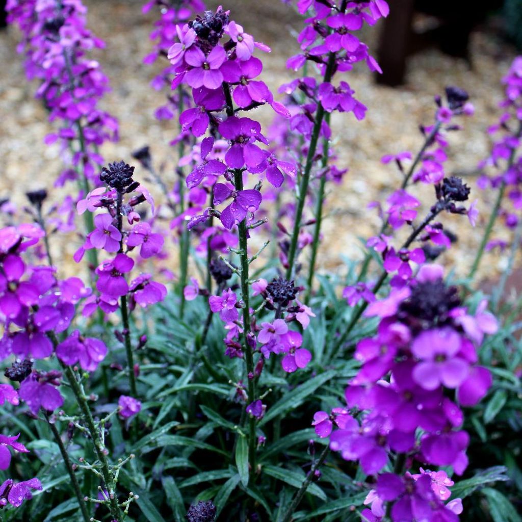 Erysimum Bowles Mauve Goldlack Staude 60 Pflanzen Ø9cm bienenfreundlich