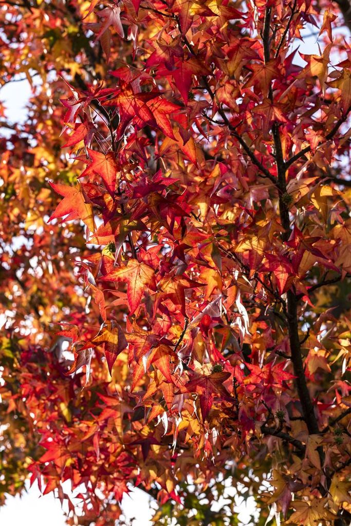 Liquidambar styraciflua 'Worplesdon', Amberbaum, 100–125 cm
